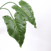 1 x Real Touch Calla Lily Leaf 77cmH